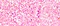 aurora-pink-02